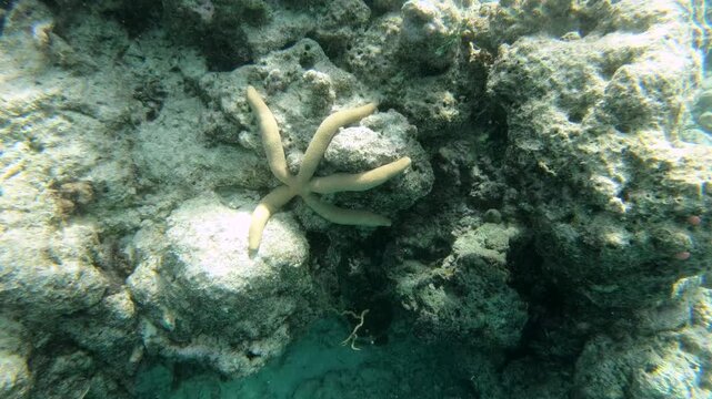 Starfish in the reef on the Indian Ocean, Maldives	