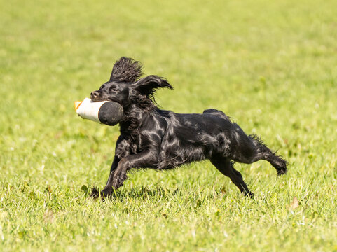 Black Field Trial Cocker Spaniel Carrying Training Dummy with Head Held High &ndash; Dynamic Working Gundog in Motion