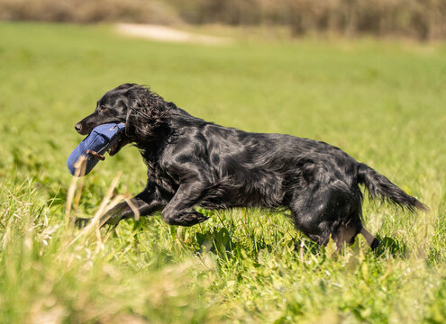 Black Field Trial Cocker Spaniel Running with Training Dummy &ndash; Side View of Working Gundog During Retrieve