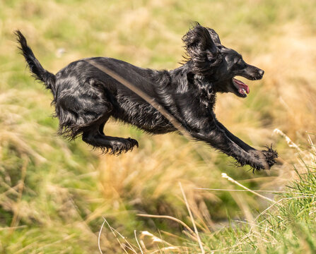 Black Field Trial Cocker Spaniel Landing After a Jump &ndash; Athletic Dog in Natural Outdoor Environment