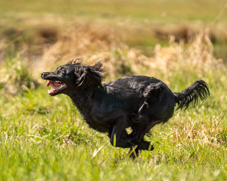 Black Field Trial Cocker Spaniel Sprinting at Full Speed &ndash; High Drive Working Gundog in Explosive Action