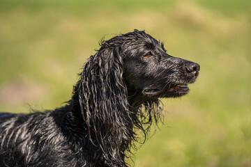 Side Profile Portrait of Focused Black Field Trial Cocker Spaniel – Alert Working Gundog Outdoors © Katja