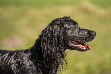 Side Profile Portrait of Wet Black Field Trial Cocker Spaniel in Sunshine – Beautiful Working Gundog Close-Up © Katja