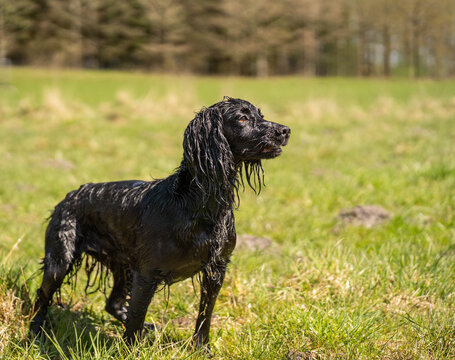 Black Field Trial Cocker Spaniel Standing Alert on Sunny Grass Field &ndash; Working Gundog with Copy Space