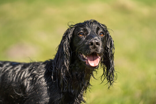 Black Field Trial Cocker Spaniel Looking at Camera &ndash; Expressive Portrait of a Working Gundog Outdoors