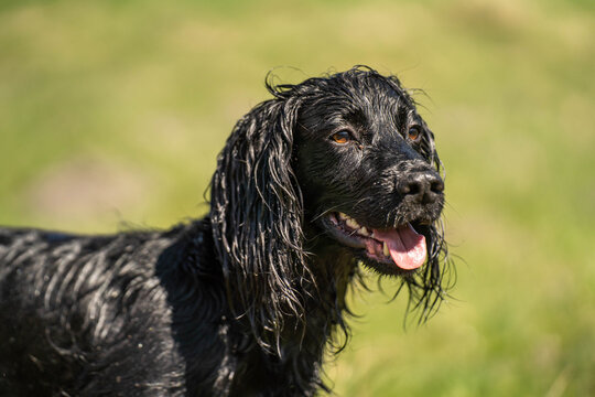 Close-Up Portrait of Black Field Trial Cocker Spaniel After Training on a Summerday