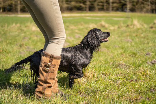 Black Field Trial Cocker Spaniel Standing Alert Beside Handler During Hunting Training &ndash; Focused Working Gundog