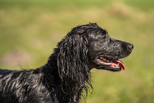 Side Profile Portrait of Wet Black Field Trial Cocker Spaniel in Sunshine &ndash; Beautiful Working Gundog Close-Up