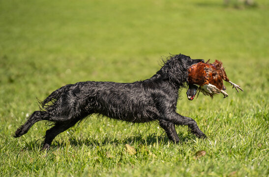 Black Field Trial Cocker Spaniel Running with Pheasant During Hunting Training &ndash; Side View of Working Gundog
