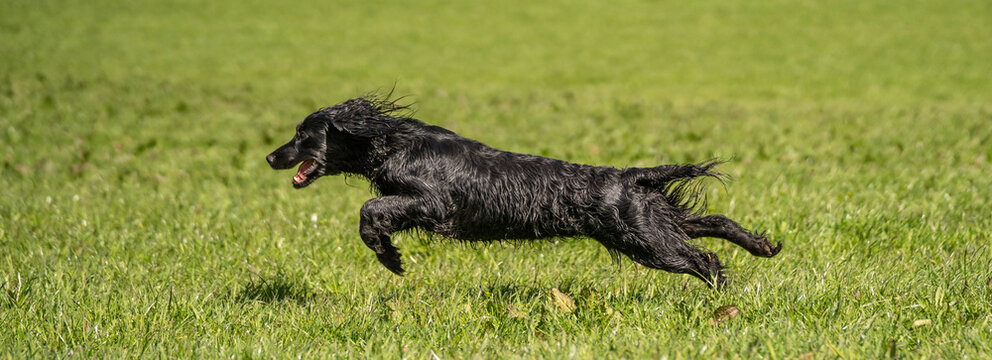 Black Field Trial Cocker Spaniel Running Across Green Field &ndash; Active Working Gundog - Panorama