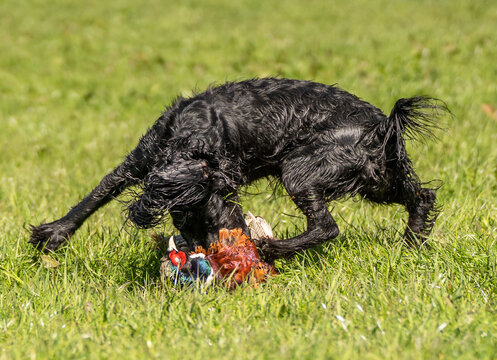 Black Field Trial Cocker Spaniel Picking Up Pheasant and Turning During Hunting Training &ndash; Working Gundog