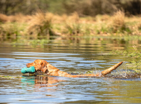Fox red Labrador retriever swimming with training dummy in mouth, focused hunting dog during outdoor water retrieve training session