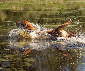 Obraz premium Fox red Labrador retriever splashing into lake during water retrieve training, energetic hunting dog captured at landing in dynamic outdoor action