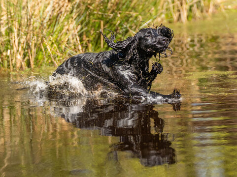 Black field trial cocker spaniel splashing into lake during retrieve training, energetic hunting dog captured from front angle in dynamic outdoor action scene
