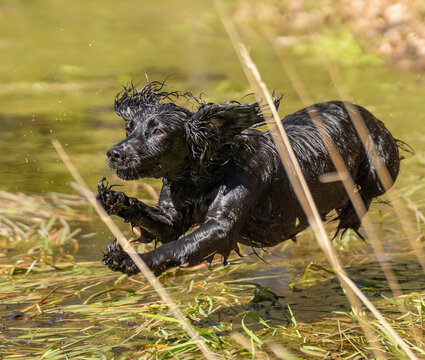 Black field trial cocker spaniel about to land in lake during water retrieve training, athletic hunting dog captured mid air from front angle outdoors