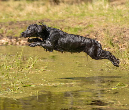 Black field trial cocker spaniel flying through the air during water retrieve training, athletic hunting dog captured mid jump above lake