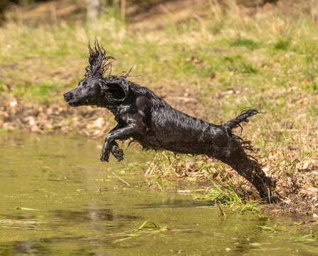 Black field trial cocker spaniel launching into lake during hunting dog training, powerful gundog jumping toward water in outdoor nature setting
