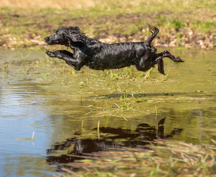 Black field trial cocker spaniel jumping into lake during hunting dog training, energetic gundog captured mid air in outdoor nature setting