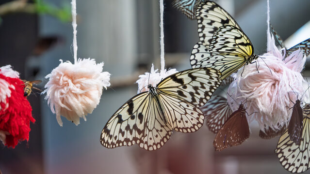 Beautiful paper kite butterflies and a bee gathering on pink yarn pom-poms to feed in a conservatory