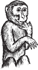 Fototapeta premium Sketch of a wild monkey with a finger-biting pose. Cute monkey pose.