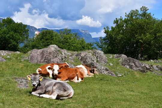 K&uuml;he auf der Weide auf Castelfeder in S&uuml;dtirol 