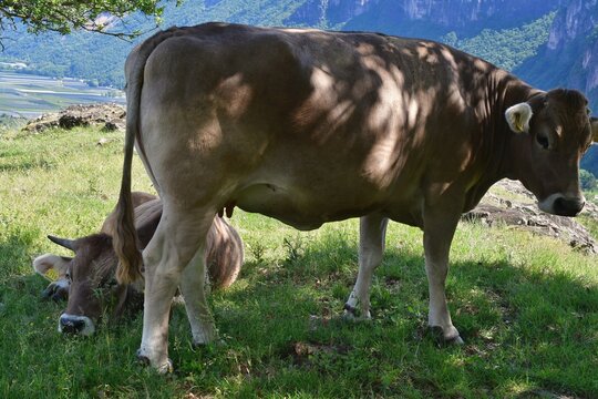 K&uuml;he auf der Weide bei Castelfeder in S&uuml;dtirol 