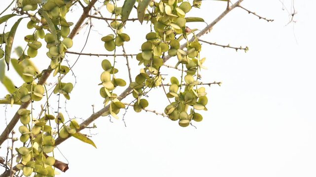 Fruits of Dioscorea oppositifolia. It is a type of yam Dioscorea native to the Indian subcontinent. This is a vine that has climbed up the tree.