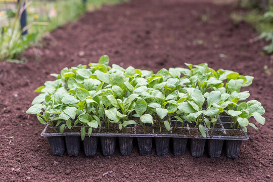 Eggplant seedling tray placed on prepared garden bed soil
