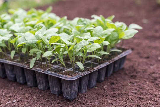 Vegetable seedlings in tray on fertile cultivated soil