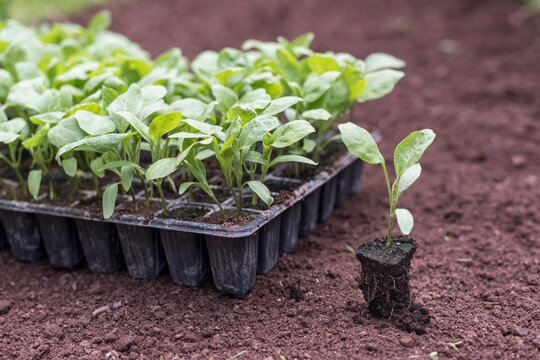 Young aubergine plant ready for transplanting into garden soil