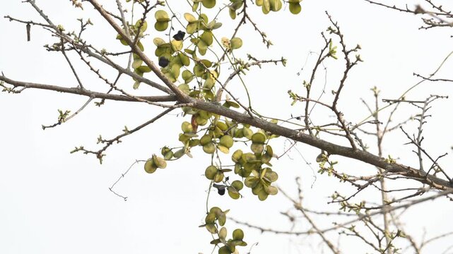 Fruits of Dioscorea oppositifolia. It is a type of yam Dioscorea native to the Indian subcontinent. This is a vine that has climbed up the tree.