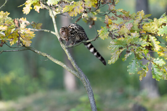 Large-spotted genet (Genetta tigrina) in natural habitat, South Africa