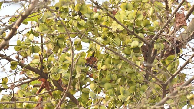 Fruits of Dioscorea oppositifolia. It is a type of yam Dioscorea native to the Indian subcontinent. This is a vine that has climbed up the tree.