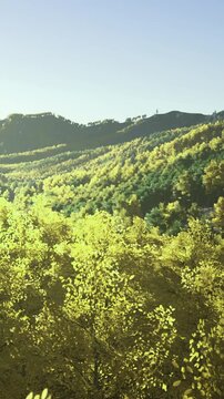 Bright daylight covers a landscape filled with green trees and mountains. The scene shows changes in tree colors typical of autumn. The view captures natures beauty without human presence.