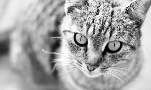 beautiful Cat