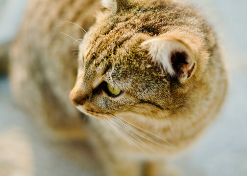 beautiful Cat