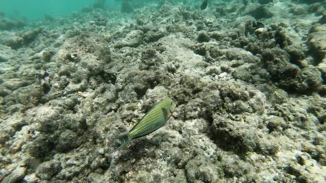 Acanthurus lineatus, the lined surgeonfish, blue banded surgeonfish, is a species of marine ray-finned fish belonging to the family Acanthuridae, the surgeonfishes, unicornfishes and tangs. This speci