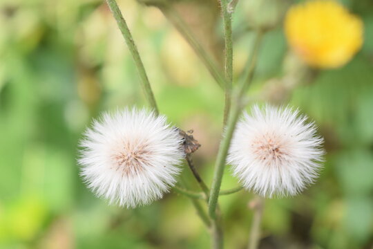 High-key macro shot of two fluffy white dandelion seed heads side by side. Bright, airy nature background perfect for spring and serenity themes.