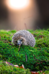 Cute small hedgehog sitting on bright green moss in beautiful  forest with soft golden backlight. © Rudolf