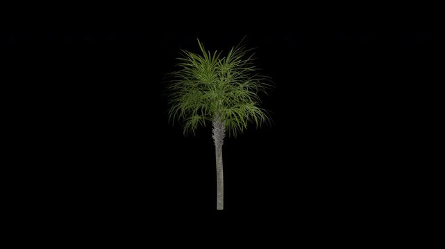 Phoenix canariensis palm tree swaying in wind realistic animation isolated on transparent background 4K