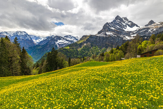 The Swiss farming village Braunwald in Glarus under the feet of Alp peak Ortstock in spring season with yellow dandedion fieds