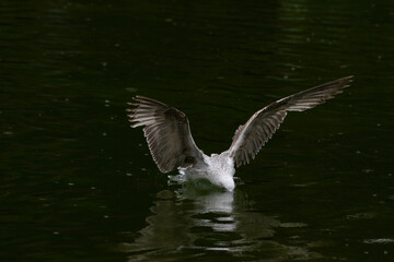 Fototapeta premium Seagulls dive into the water. Seagulls playing in the sea, taking off, floating.