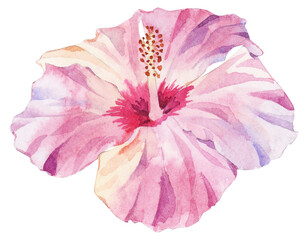 A pink hibiscus watercolor illustration © Aug