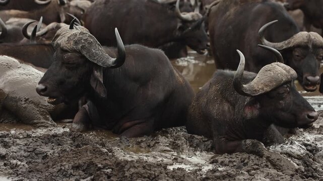 Large herd of African buffaloes relaxing in muddy water under intense savanna heat, using thick mud for cooling and protection from insects and parasites in untamed African wilderness landscape