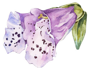 Purple Foxglove Flower Watercolor Illustration © Aug