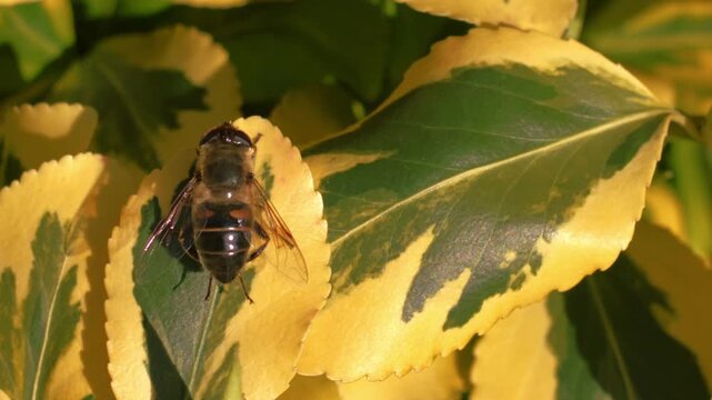 Hornet wasp climbing on Japanese spindle yellow leaves