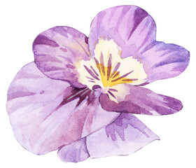 Naklejka premium Purple Pansy Flower Watercolor Illustration
