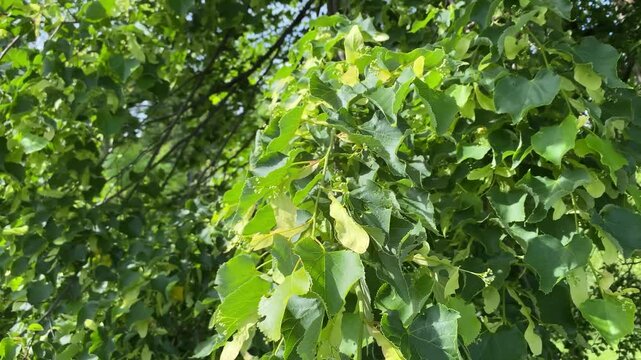 Close-up of green linden tree branches with young leaves and flower buds.