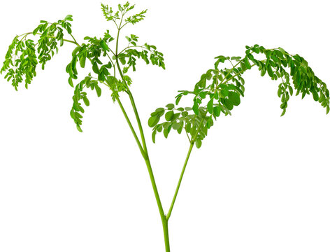 Fresh organic moringa leaves (Moringa oleifera) isolated on a transparent background, PNG alpha channel.