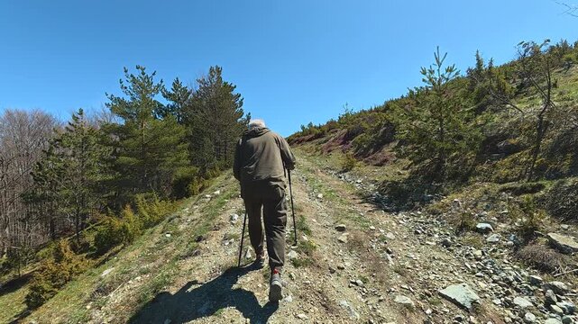 Old man hikes uphill with poles. Mount Goc, Ljukten peak. Balkans, Serbia